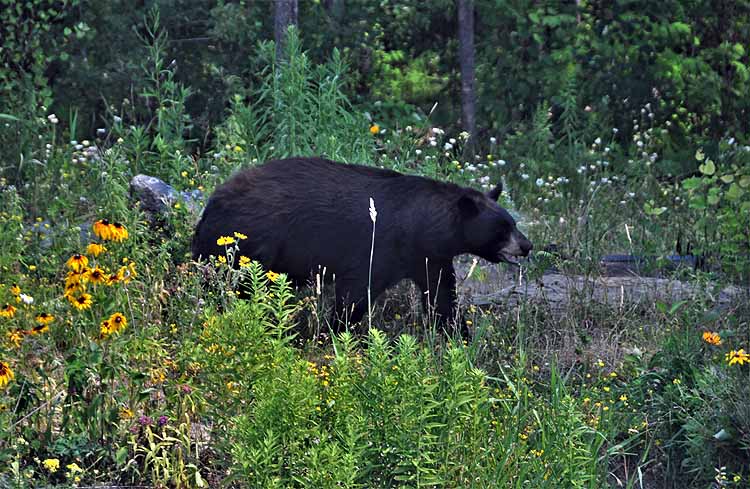 bear 